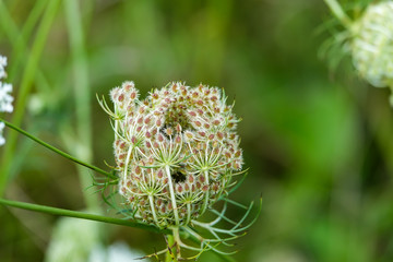 Wild Carrot Seeds in Summer