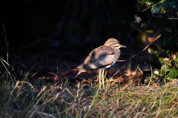 Spotted thick knee