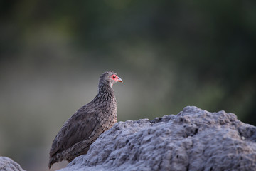 Swainsons Spurfowl