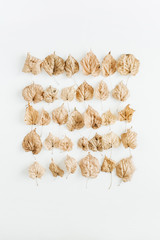 Fall / autumn leaves on white background. Flat lay, top view minimal composition.