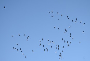 Sich im November zusammenfindende Kraniche vor dem Aufbruch in den Süden