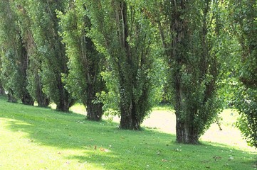 Fototapeta na wymiar Path in the park - Trees in sequence (Marche, Italy, Europe)