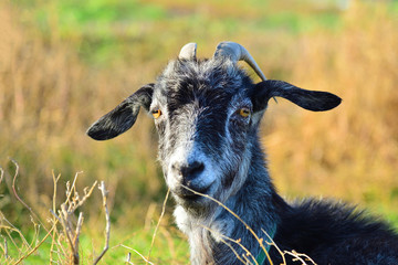 A gray goat lies in the grass and looks into the camera on a pasture.