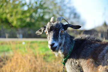 Gray goat grazes in a meadow close up.