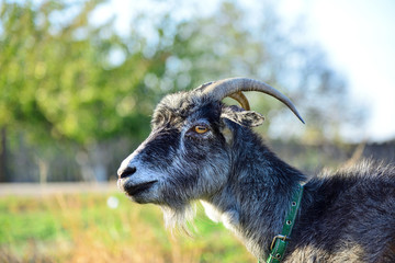 Gray goat grazes in a meadow close up.