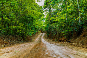Dirt road between forest Minas Gerais, Brazil