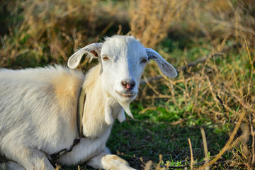 A white goat is lying in the grass and looking at the camera in the pasture.
