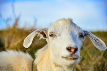 White goat in nature wide angle on a pasture against the blue sky.