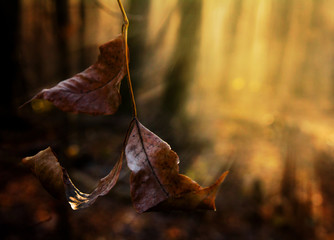 Late autumn in the forest.Frozen leaves in the rays of the sun