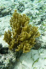 Naklejka na ściany i meble Yellow gorgonian coral in Togian islands