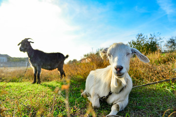 White goat on the nature of a wide angle, on the horizon a black goat, on a pasture against a blue sky.