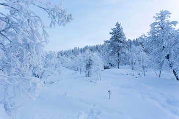 lapland landscape during winter in Finland