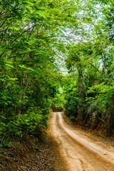 Fototapeta na wymiar Dirt road between forest Minas Gerais, Brazil