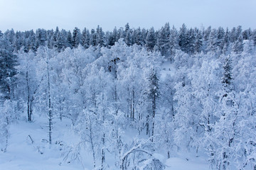 lapland during winter
