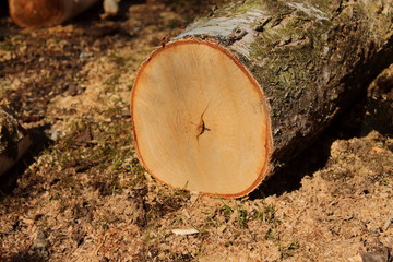 Fototapeta premium birch log on the ground, clipped a birch tree, chop firewood, a woodcutter cutting down a tree