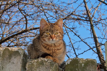 beautiful sly cat, striped cat sitting on bricks, yellow cat beautiful eyes