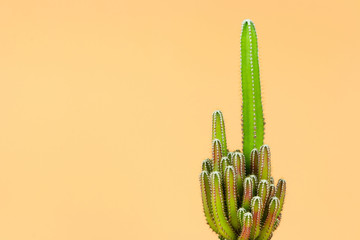 Green cactus minimal stillife style against pastel orange background.