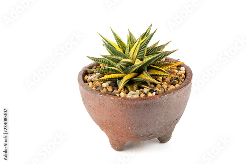 Macro Shot Of Haworthia Limifolia Variegata Is A Succulents Cactus Macro Shot Of Haworthia Limifolia Variegata Is A Succulents Cactus Plant In Ceramic Pot Isolated On White Background