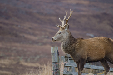 Close up of a wild stag, Scotland