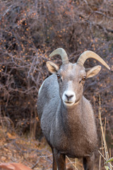 Obraz premium Desert Bighorn Sheep Ewe