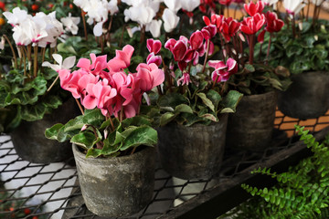 Variety of potted cyclamen persicum plants in the flowers bar.