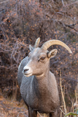 Desert Bighorn Sheep Ewe