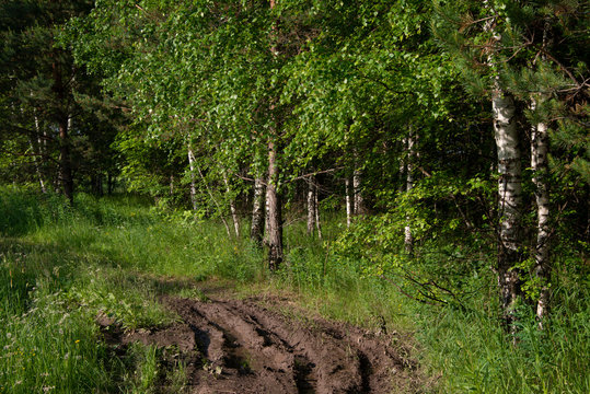 Middle Ural, Russia, -  wildlife landscape in sunny day,  birches