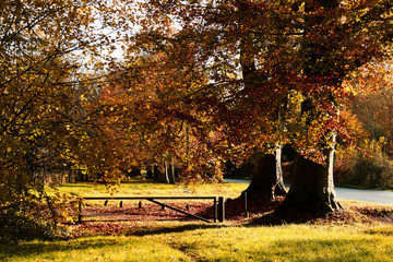Beech trees in Autumn