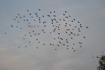 flock of birds flying in the sky