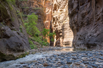 lichtdurchfluteter Zion Narrows canyon mit Fluss und grünem Baum, Zion National Park, USA 