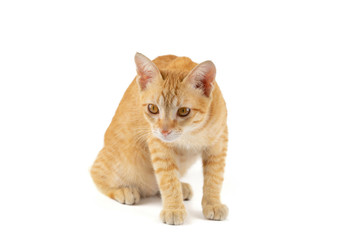 Portrait of little ginger tabby cat sitting isolated on white background.