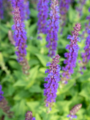 Fresh purple flowers of  wild sage (Salvia verbenaca ) in the garden.