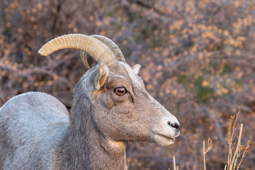 Fototapeta premium Desert Bighorn Sheep Ewe