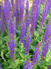 Fresh purple flowers of  wild sage (Salvia verbenaca ) in the garden.