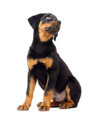 Obraz premium rottweiler puppy sitting