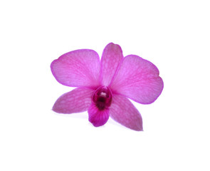 Fototapeta na wymiar Beautiful purple dendrobium orchid isolated on white background