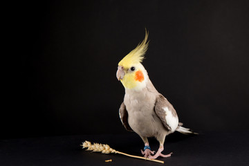 Fototapeta premium Śmieszne memy, papuga chroniąca żywność, śliczna cynamonowa nimfa chroniąca żywność.