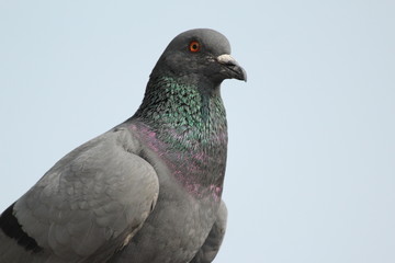 pigeon is watching for beyond