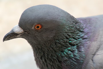 Head of a pigeon