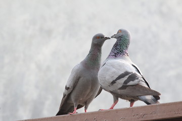 Fototapeta premium Pigeon are making love