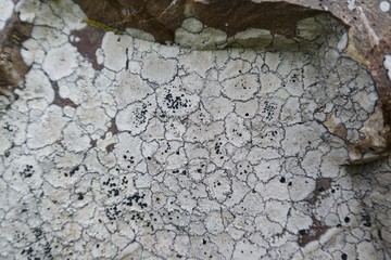 Lichene