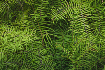 Naklejka na ściany i meble Close up of fern leaves in the rainforest. Beautiful foliage made with young green fern leaves.