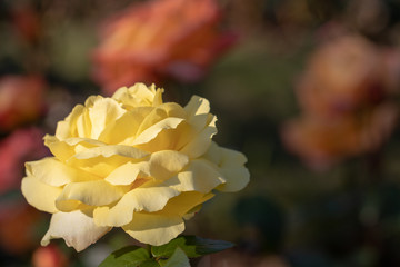 Yellow roses / Narashino City, Chiba Prefecture, Japan