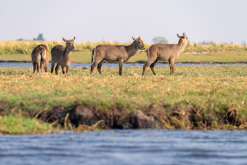 eine kleine Herde Ellipsen-Wasserböcke, Kobus ellipsiprymnus, am Ufer des Chobe River, Botswana