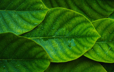 Green leaf background and space for text
