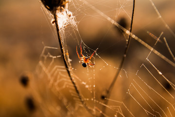 spider web and spider