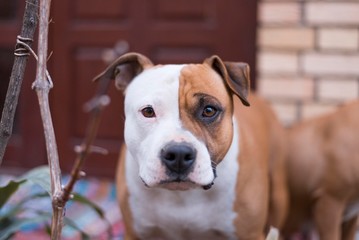 american staffordshire terrier dog. dog head close up. amstaff dog.