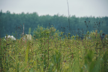 растения в поле