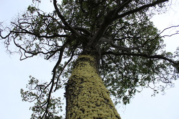 Looking  towards  the  tree  crown
