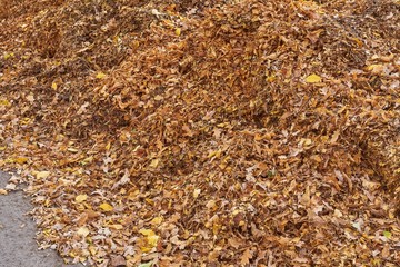 Ein Haufen Herbstlaub 